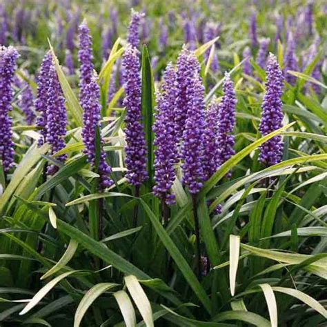 Liriope Muscari Ingwersen Leliegras Flowbo Bv