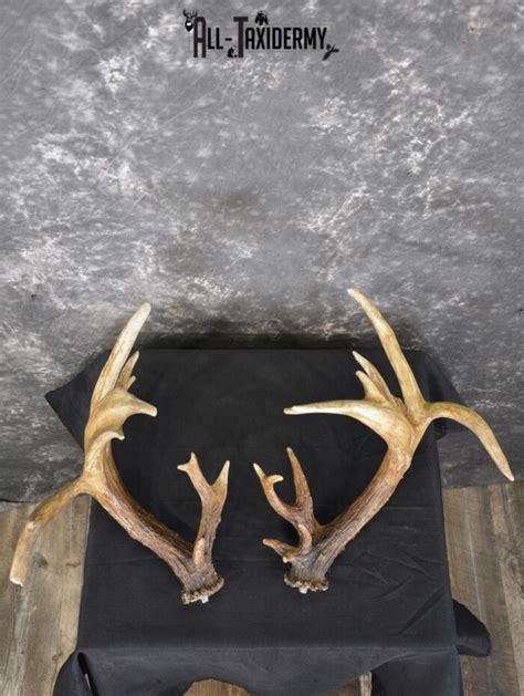 Whitetail Antler Cut Offs Double Drop Tine Taxidermy For Sale Sku 1881