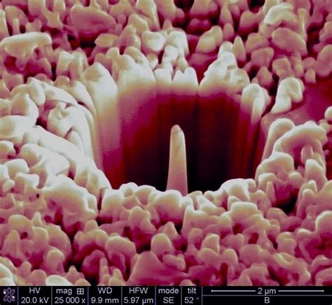 60 Best Images About Electron Microscope On Pinterest
