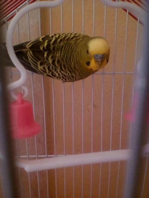 Budgie Sounds Meaning Budgie Sounds Budgies Guide Omlet Uk