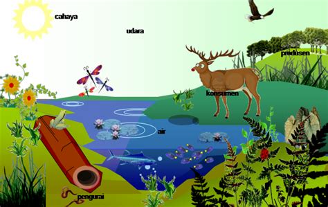 Komponen Biotik Dan Abiotik Dalam Ekosistem Ekosistem Dan Rantai Makanan
