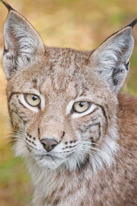 Beautiful Wildlife “lynx By Naturfotografie Stefan Betz ” In 2020