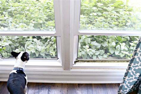 «windows 10» can keep tabs on, and provide users with an information summary about the applications installed on their computer that are using the network and how much data they are transmitting. How to Clean Dirty Window Tracks - Mom 4 Real