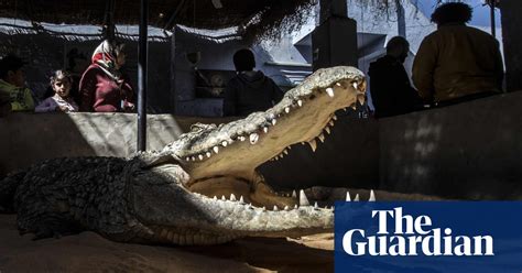 Egypts Tamed Crocodiles In Pictures Art And Design The Guardian