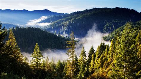 Pine Trees An Green Mountain Forest Mountains Landscape Mist Hd