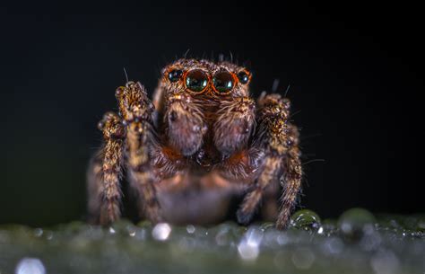 Download Arachnid Animal Spider 4k Ultra Hd Wallpaper
