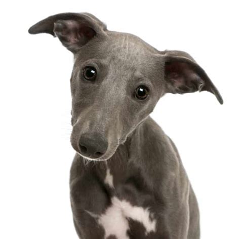 Whippet Dog Breed Guide Stats Photos And Videos