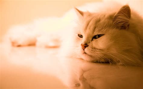 Persian House Cat On The Floor White Long Fur Cat House Persian