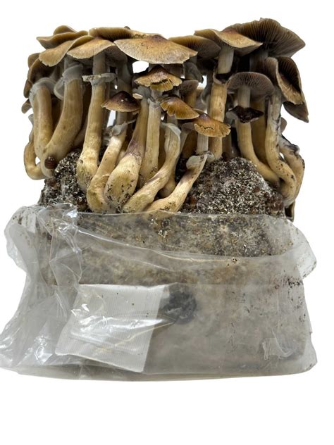 All In One Mushroom Grow Bag 4 Lbs For Manure Loving Mushrooms