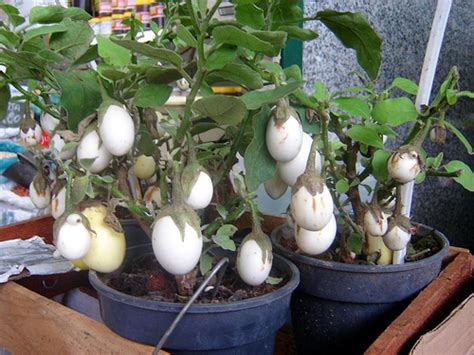 Rey De Las Plantas Planta De Huevos Solanum Ovigerum My Xxx Hot Girl