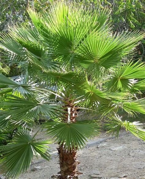 How To Grow The Mexican Fan Palm Tree Washingtonia Robusta
