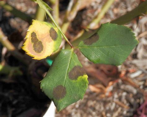 What Is Rose Black Spot And How To Control It In Your Garden Yates