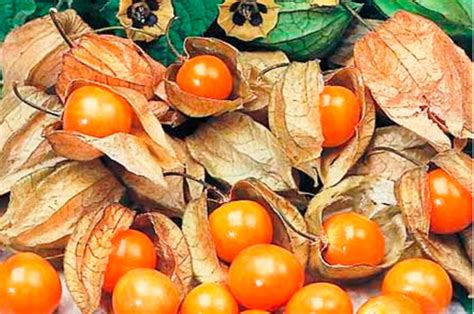 May boost immunity and good for your skin cape gooseberries are a good source of. Cape Gooseberry: Recipes And Health Benefits - Ayur Health ...