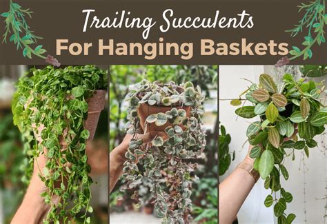 The Best Succulent Trailing Plant Top 6 Hanging Succulent You Can Use