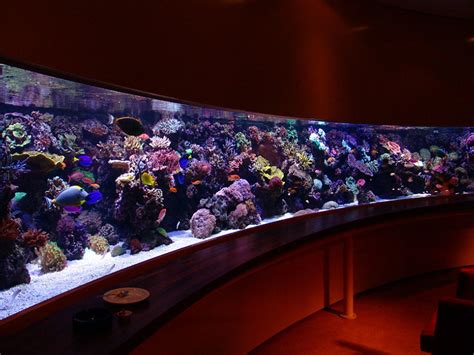 Best Tank Ive Ever Seen The Reef Tank