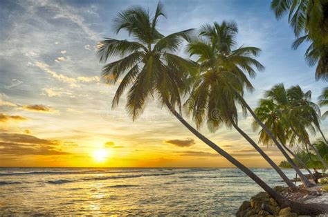 Beautiful Vivid Sunset Over The Coco Palm In Barbados Stock Photo