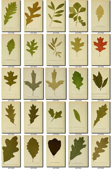 Plants 94 Collection Of 190 Vintage Images Oak Leaf Quercus Etsy