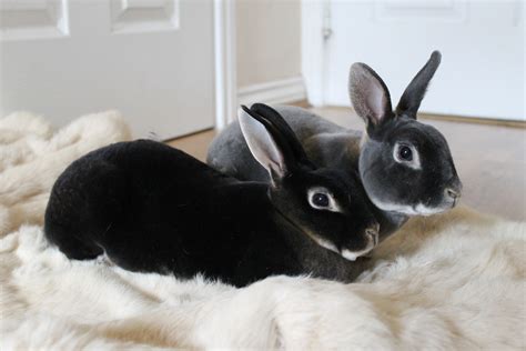 Mini Rex For Sale Rabbits Breed Information Omlet