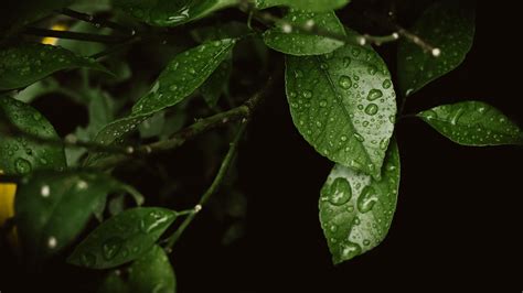Leaves Drops Moisture Macro Green 4k Hd Wallpaper
