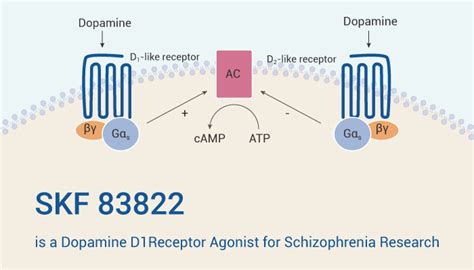Skf 83822 Is A Dopamine D1 Receptor Agonist For Schizophrenia Research Immune System Research