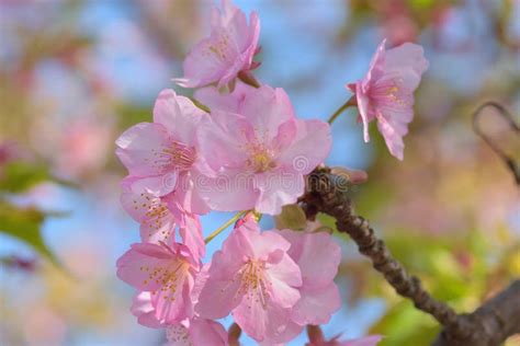 Macro Details Of Japanese Pink Cherry Blossoms Stock Image Image Of