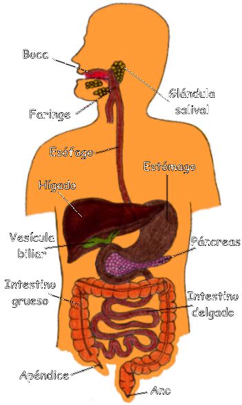 Blog de 4ª A El sistema digestivo