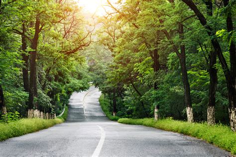 Winding Road Through Green Forest Stock Photo Download Image Now Istock