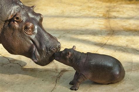 21 Photos Of Baby Hippos To Celebrate National Hippo Day Lifestyles