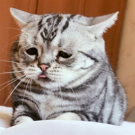 Sad Cat Photo