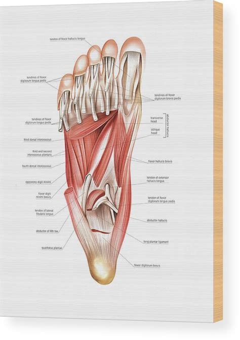 Muscles Of The Foot Wood Print By Asklepios Medical Atlas Pixels