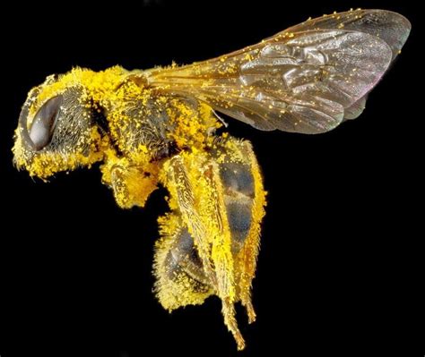 Le Bouquinovore Macros Hd Darthropodes Bee Macro Photography