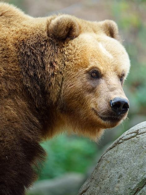 Premium Photo Portrait Of Kamchatka Brown Bear