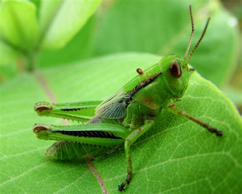 Green Bugs Wallpaper Green Wallpaper 19937870 Fanpop