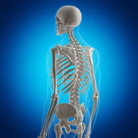 Other bones, like bones in our legs and arms, help us to move around by providing support for our muscles. Illustration of back bones in human skeleton on blue background. — health, vertebral column ...