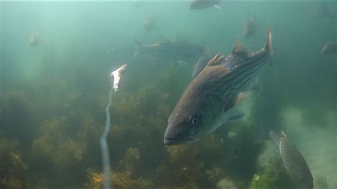 Amazing Underwater Footage Of Striped Bass Chasing An Eel Youtube