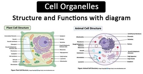 Cell Organelles Definition Cell Organelles Are Specialized Entities