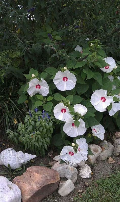 The durable construction of garden getaway dinner plate from corelle makes it ideal for everyday use. Dinner plate hibiscus | Flower garden, Garden plants, Plants