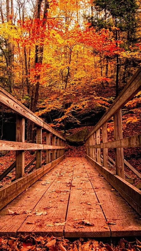 Wood Bridge In Autumn Forest Hd Wallpaper Android Phone