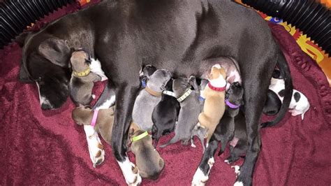 Shelter Dog Gives Birth To 16 Puppies On Mothers Day Abc News