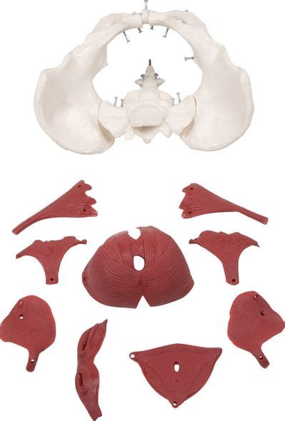 Pelvic Diaphragm Piriformis Muscle Sacroiliac Pelvis Anatomy