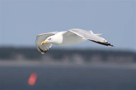 Free Images Bird European Herring Gull Beak Great Black Backed