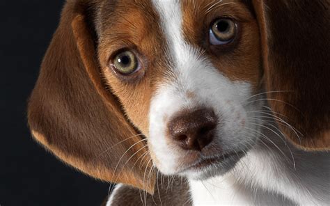 Download Wallpapers Beagle Dog Close Up Pets Small Beagle Puppy