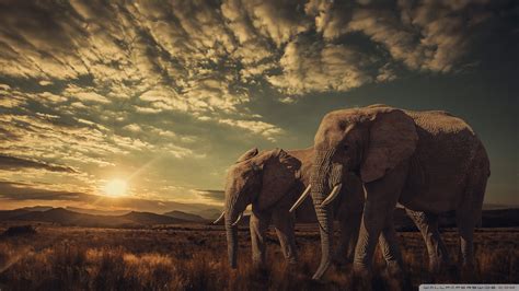 Elephants Sunset Nature Ultra Hd Desktop Background Wallpaper For 4k