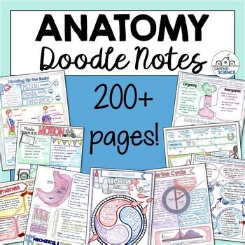 Anatomy And Physiology Doodle Notes Bundle Handwritten Notes For Anatomy