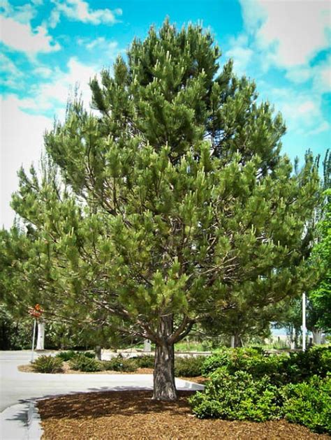Buy Pine Trees Online The Tree Center