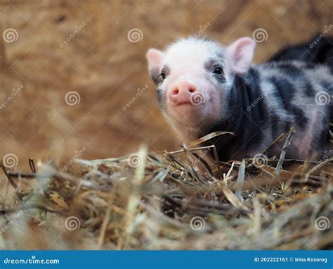 Cute Little Pig In A Pile Of Straw Stock Image Image Of Piglet Pigs