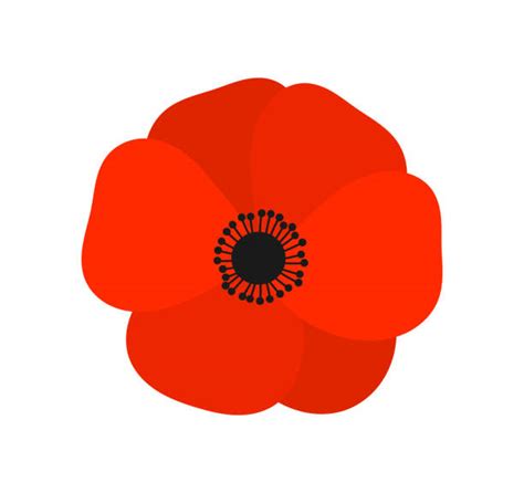 1500 Poppies Flowers Cartoons Illustrations Royalty Free Vector