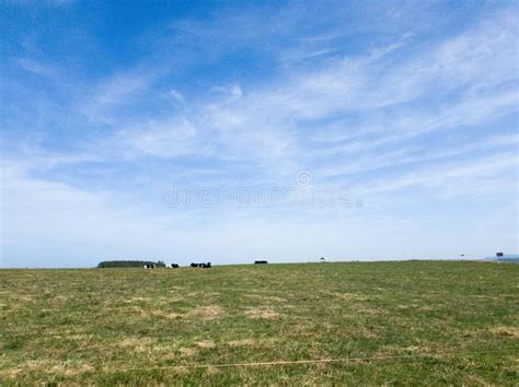 Livestock Landscape With Green Grass And Blue Sky Stock Image Image