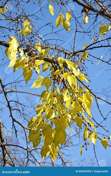 Yellow Leaves In The Tree Stock Photo Image Of Yellow 80465398