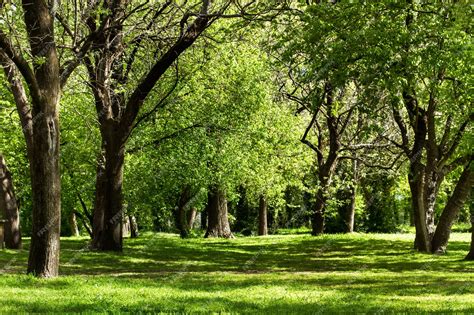 Premium Photo A Park With Trees And Grass In A Sunny Day